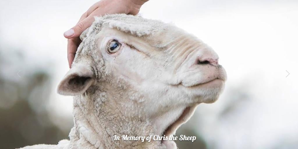 Chris the sheep.jpg