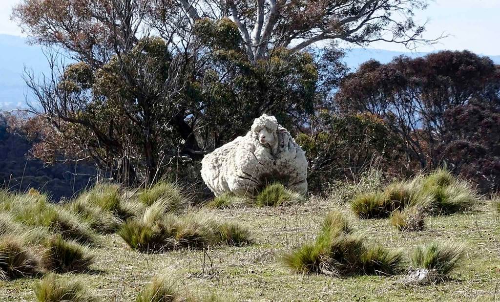 Chris the sheep found.jpg