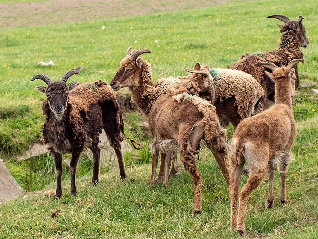 Soay sheep.jpg
